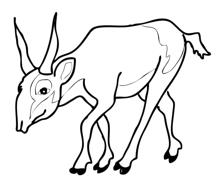 Endangered Antelope Saiga Coloring Page