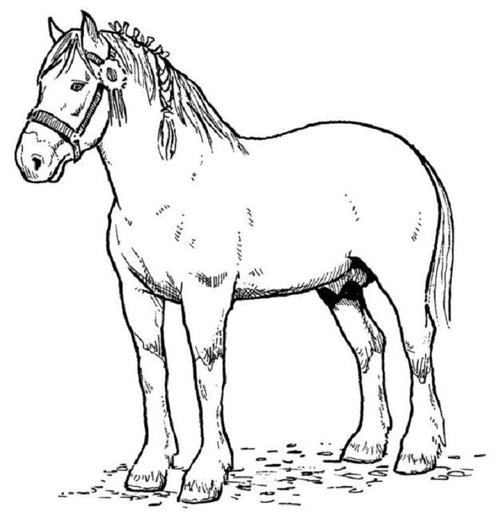 English Horse Sdc4f Coloring Page