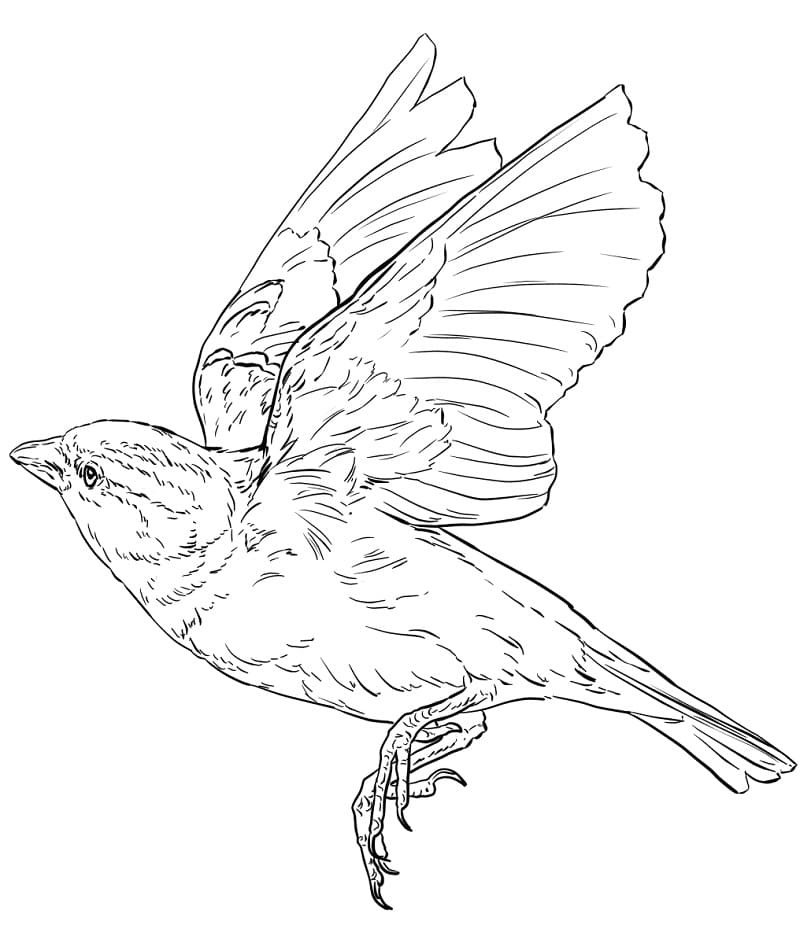 English Sparrow Flying