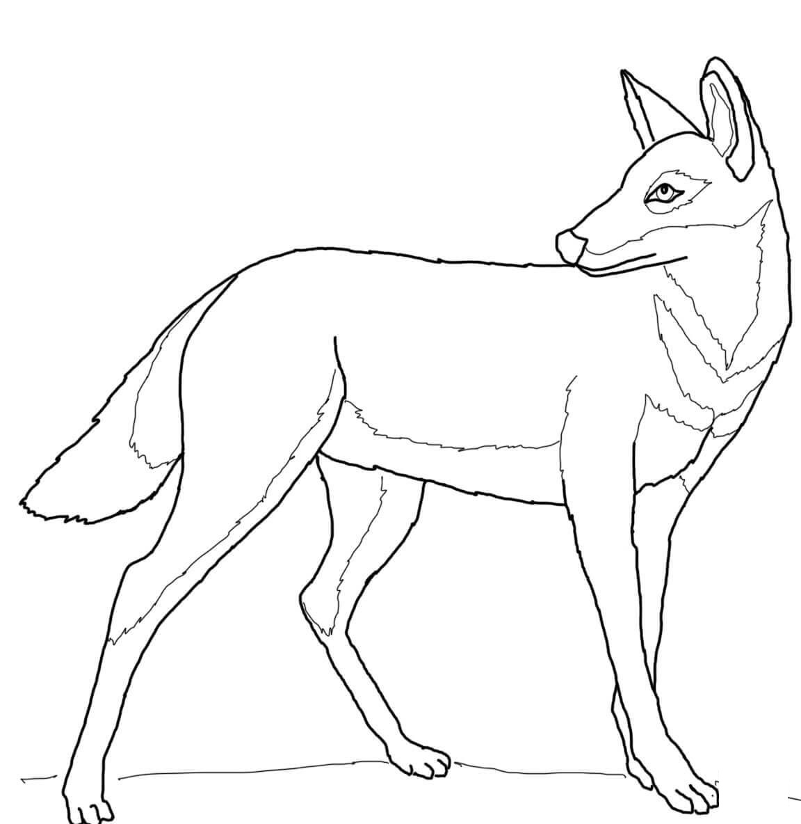 Ethiopian Wolf Coloring Page