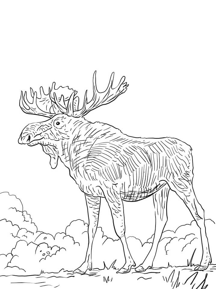 Eurasia Elk