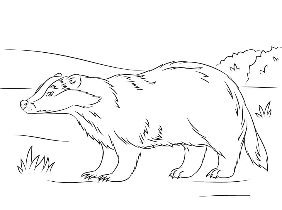 European Badger Coloring Page