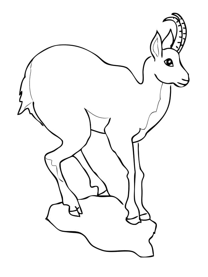 European Goat Antelope Chamois Coloring Page