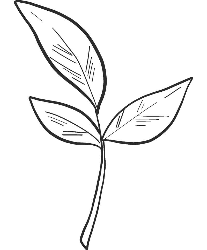Fall Leaves 1 Coloring Page