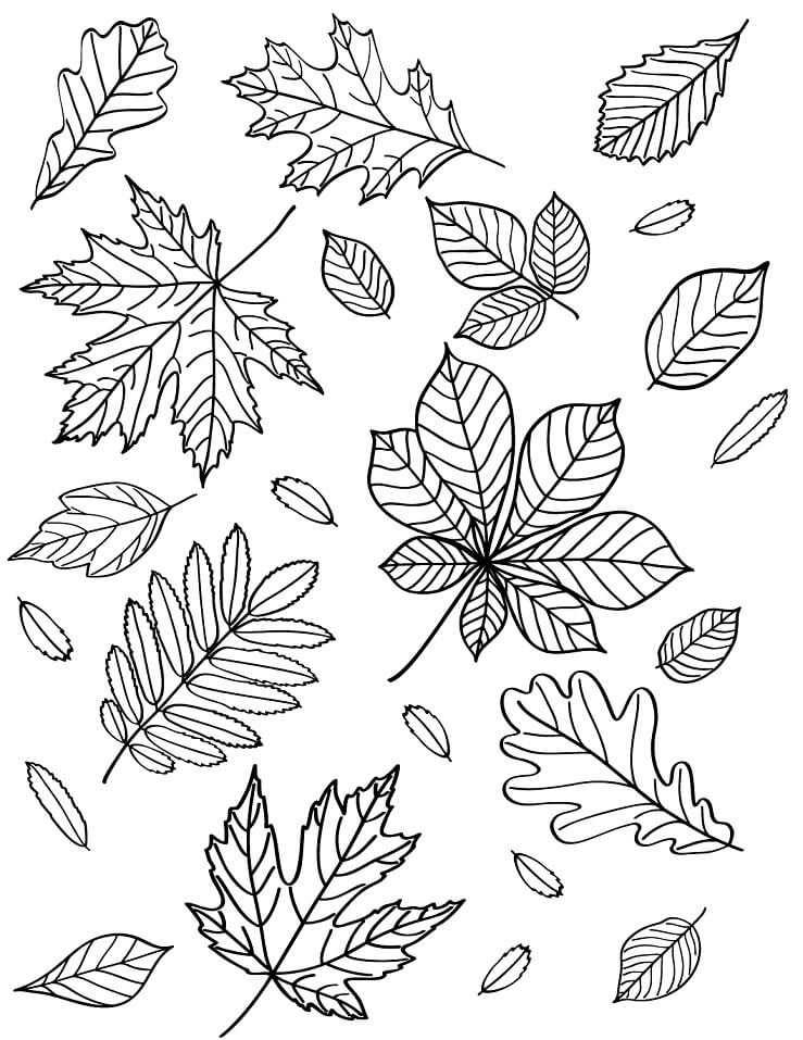 Fall Leaves 2 Coloring Page