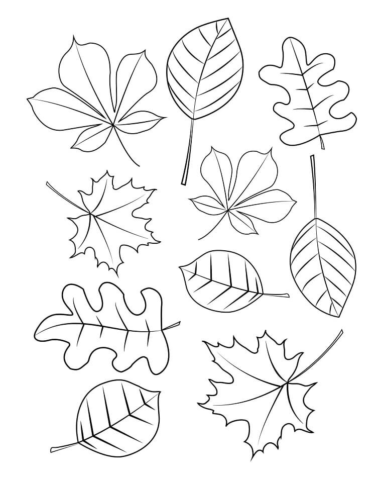 Fall Leaves 8 Coloring Page