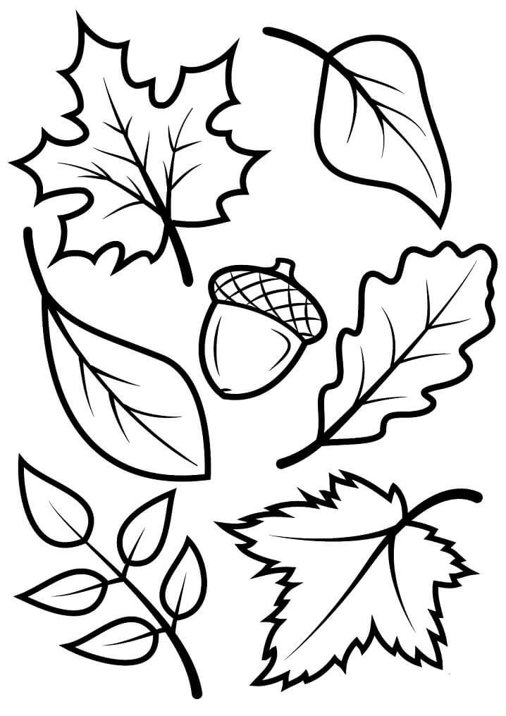 Fall Leaves and Acorn