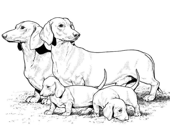 Family Dachshund Coloring Page