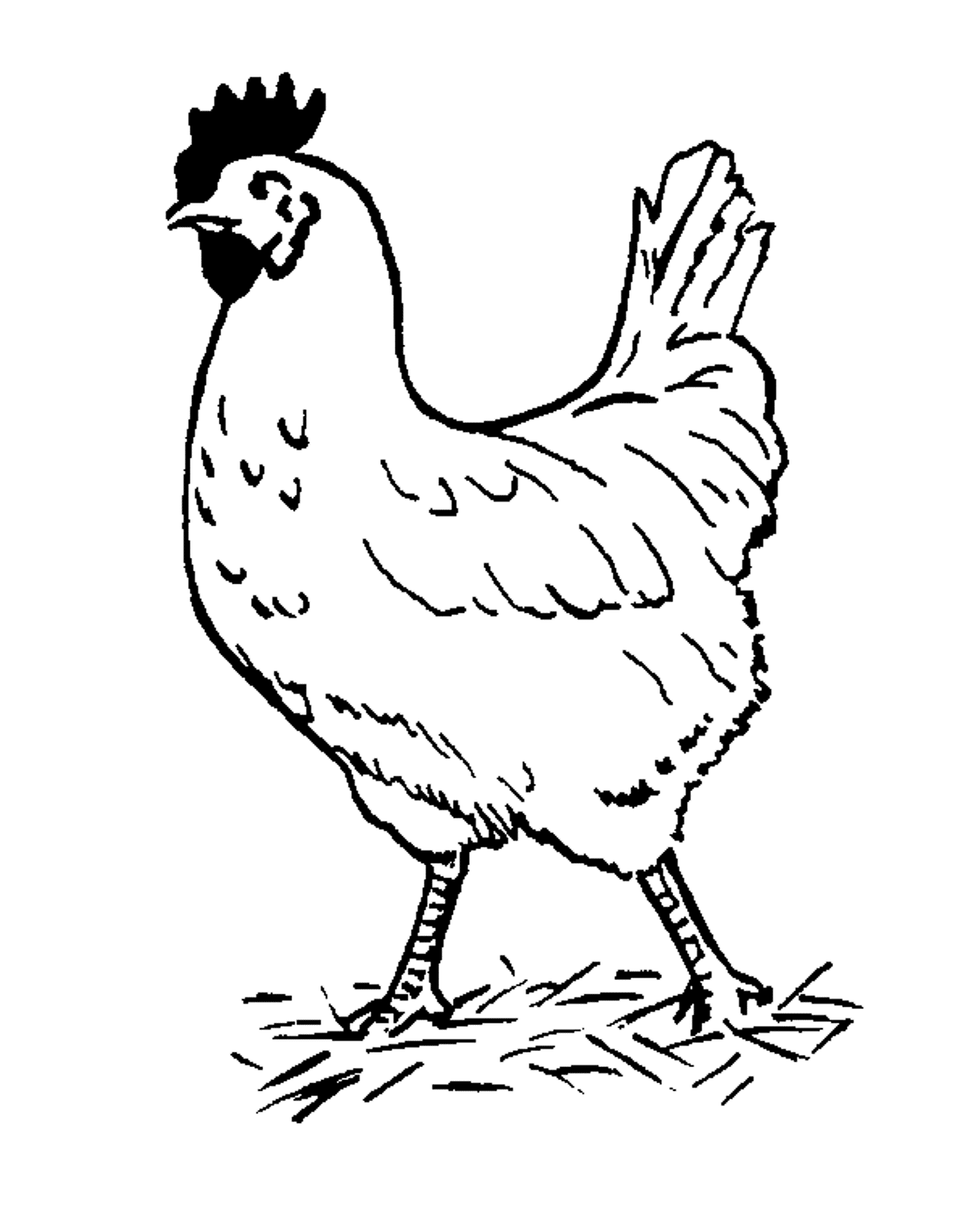 Farm Animal S Hen Free53fb Coloring Page