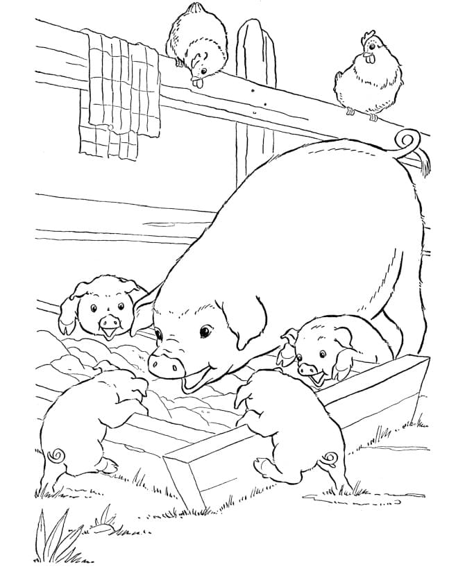 Farm Pigs Coloring Page