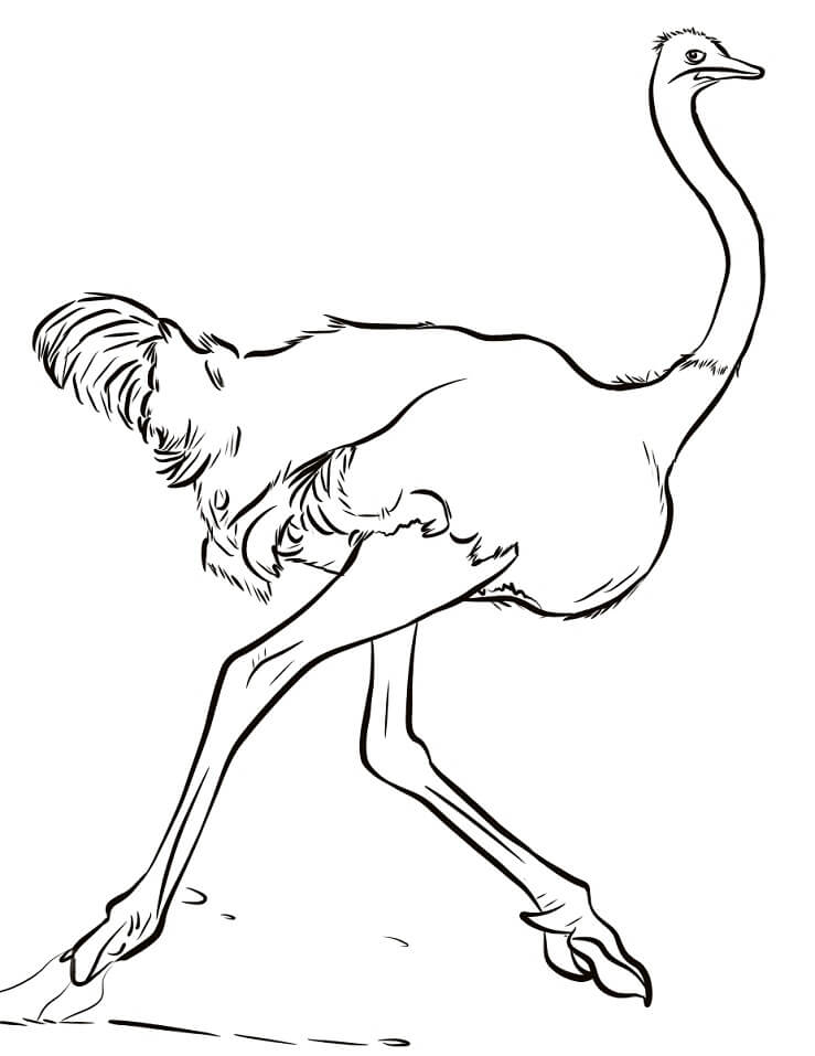 Fast Ostrich Coloring Page