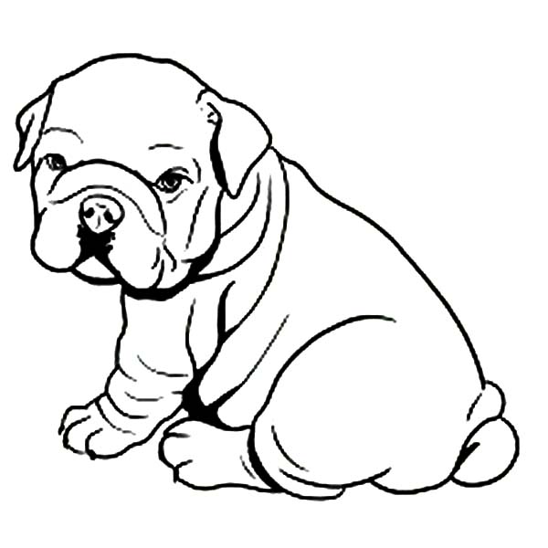 Fat Bulldog Puppy Coloring Page