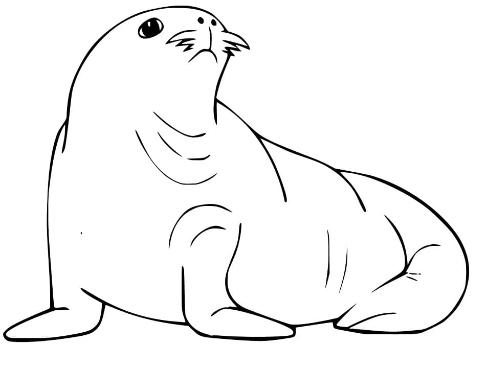 Fat Sea Lion