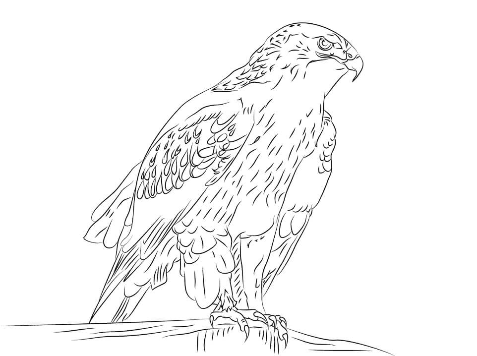 Ferruginous Hawk Coloring Page