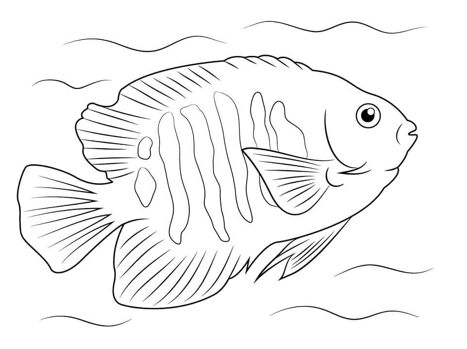 Flame Angelfish Coloring Page