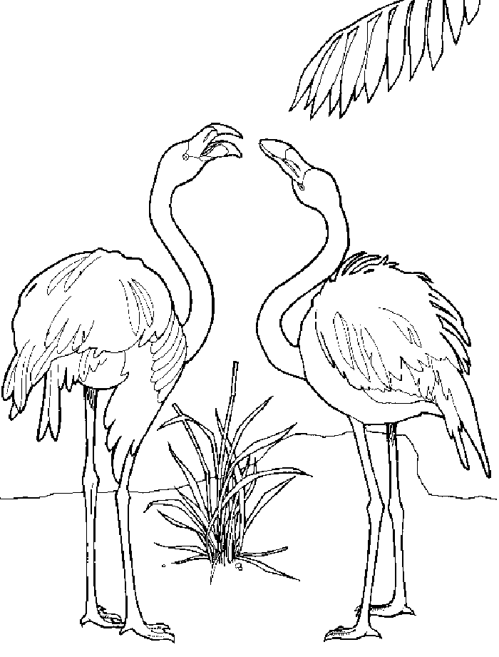 Flamingo Couple