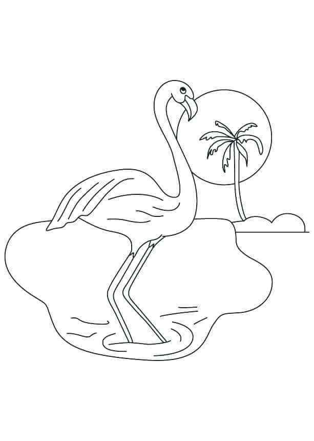 Flamingo on a small island