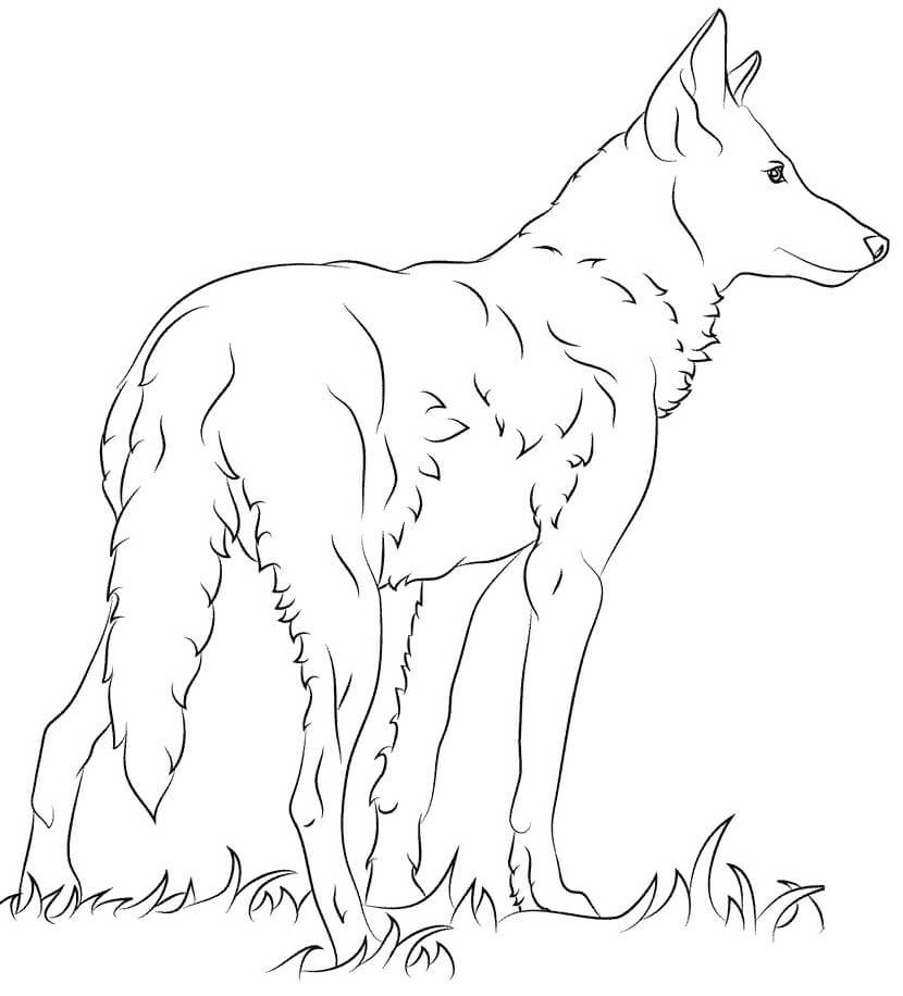 Florida Red Wolf Coloring Page
