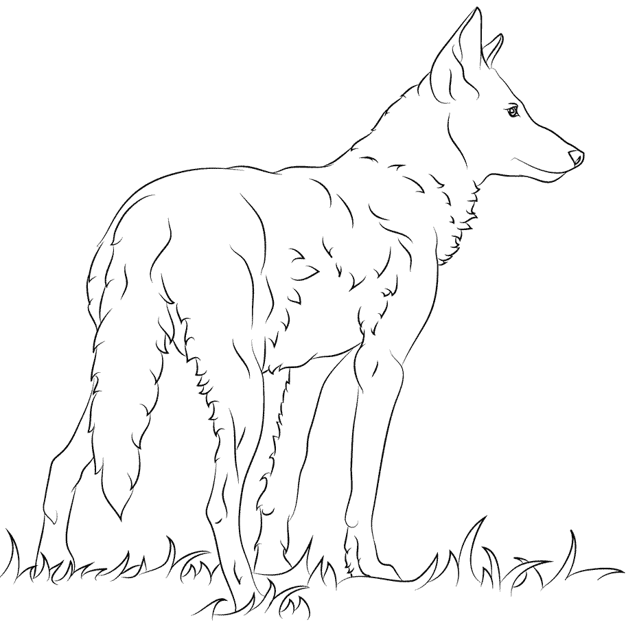 Florida Red Wolfs Coloring Page