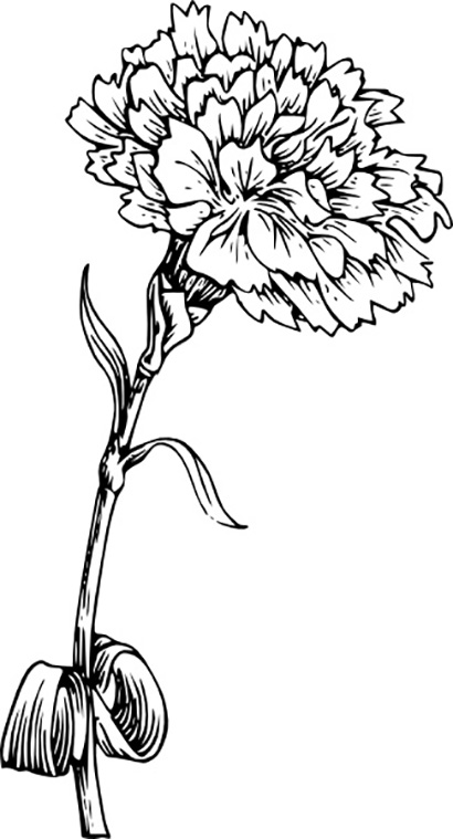 Flower Carnation
