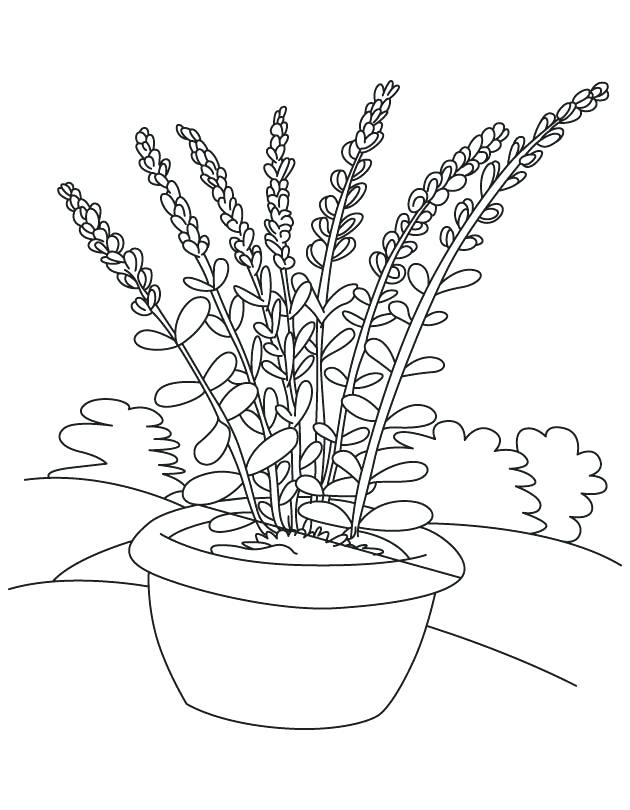 Flower Pot Frees Coloring Page