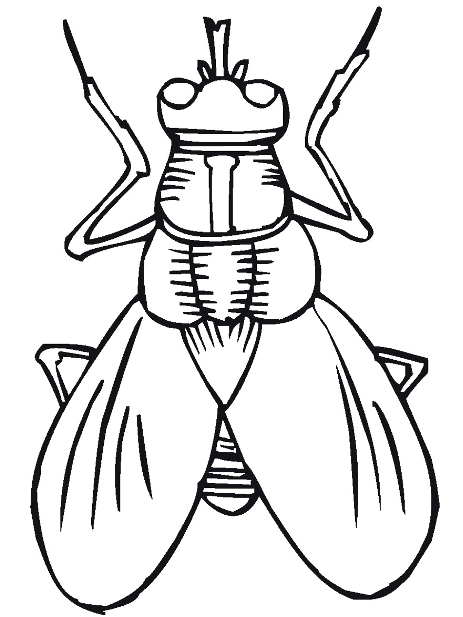 Fly Insects Coloring Page