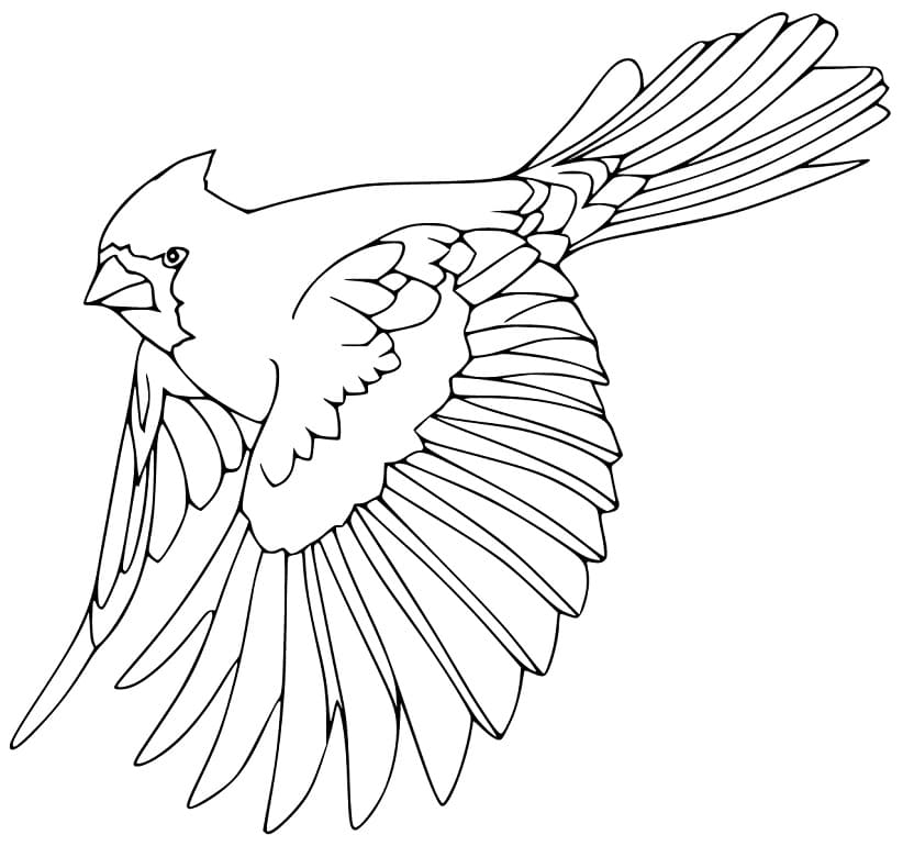 Flying Bird of Paradise Coloring Page