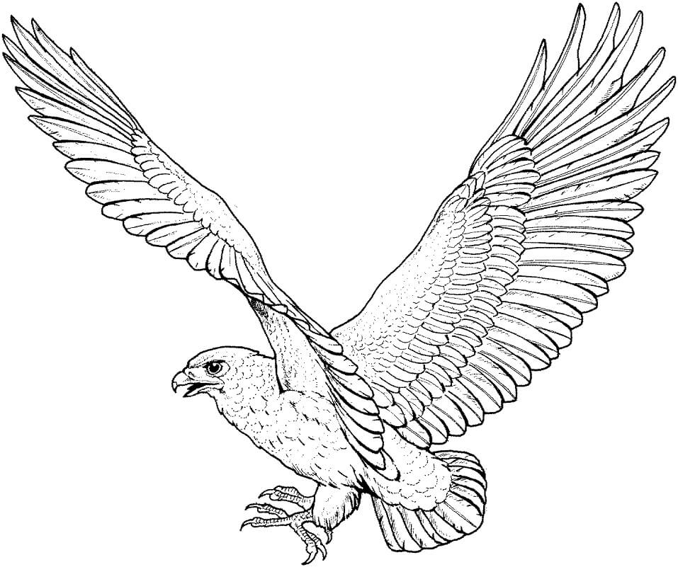 Flying Hawk Coloring Page
