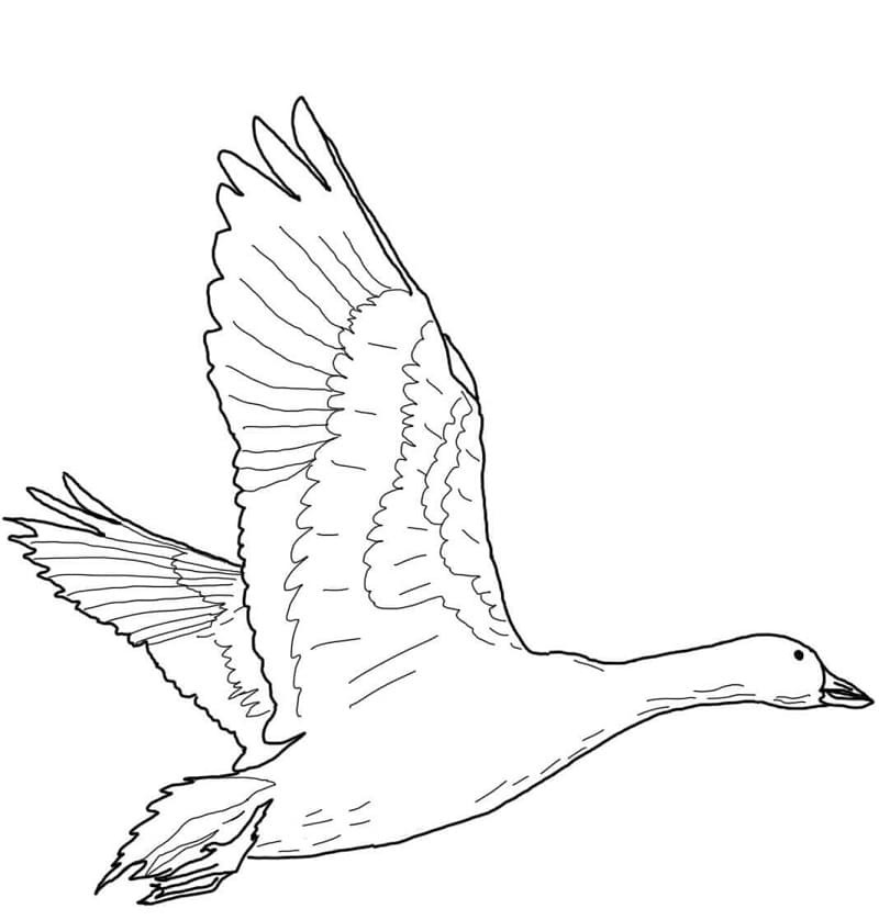 Flying Snow Goose