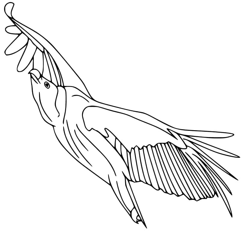 Flying Vulture