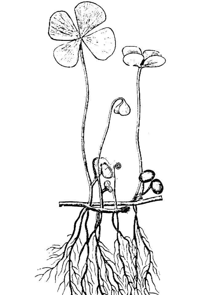 Four-leaf Clover Coloring Page
