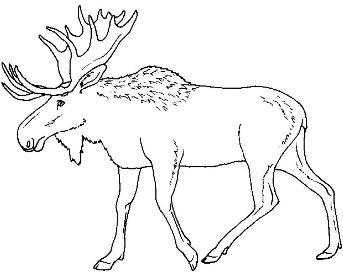 Free Animal S Moose9e5b Coloring Page