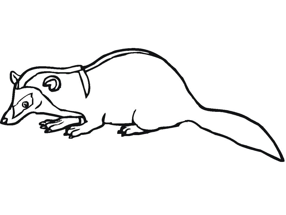 Free Badger Coloring Page