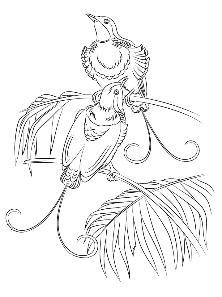 Free Bird of Paradise Coloring Page