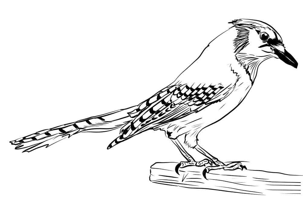 Free Blue Jay Coloring Page