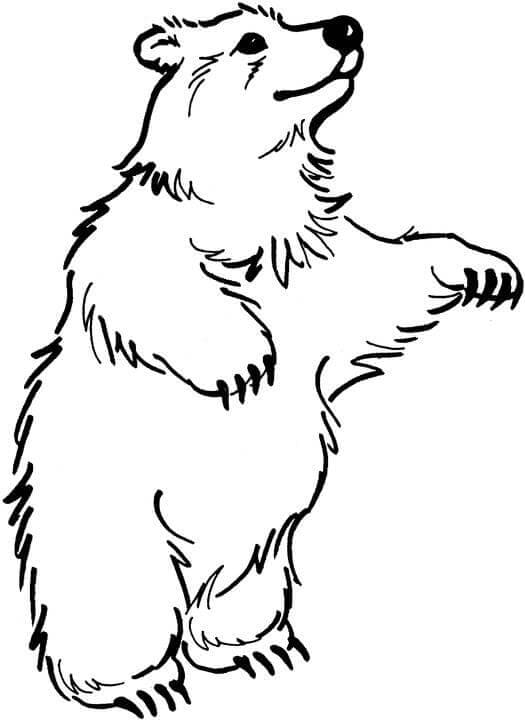 Free Brown Bear Coloring Page