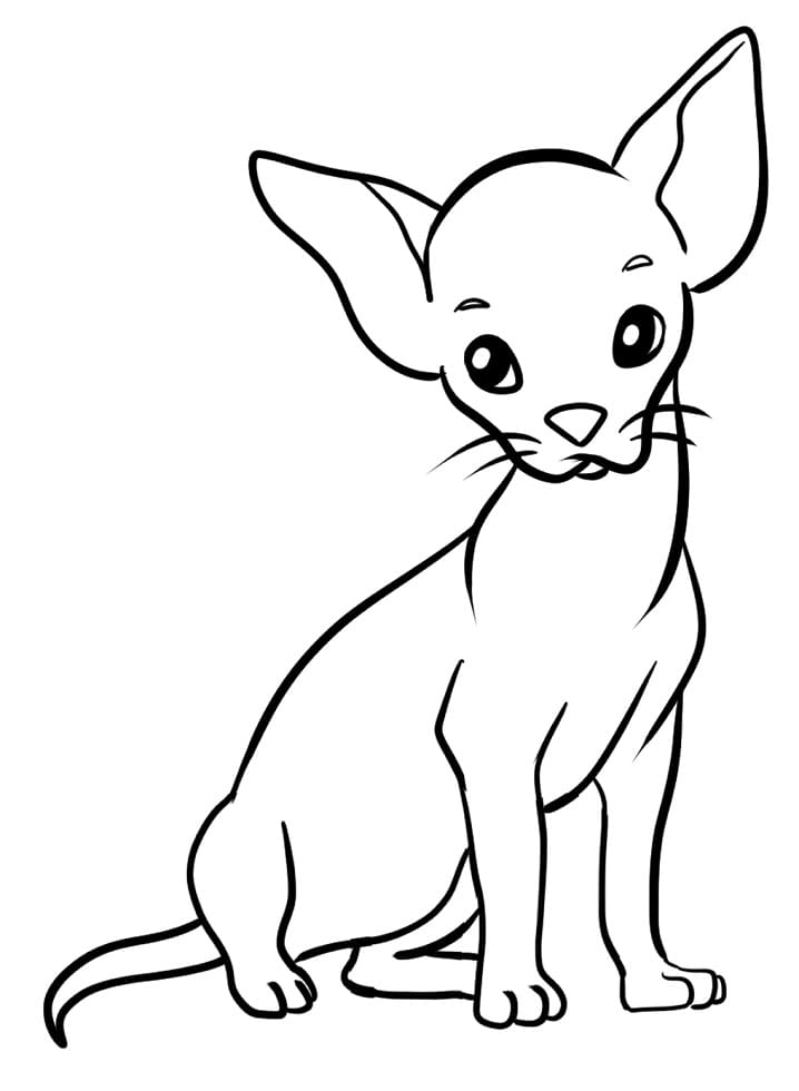 Free Chihuahua Coloring Page