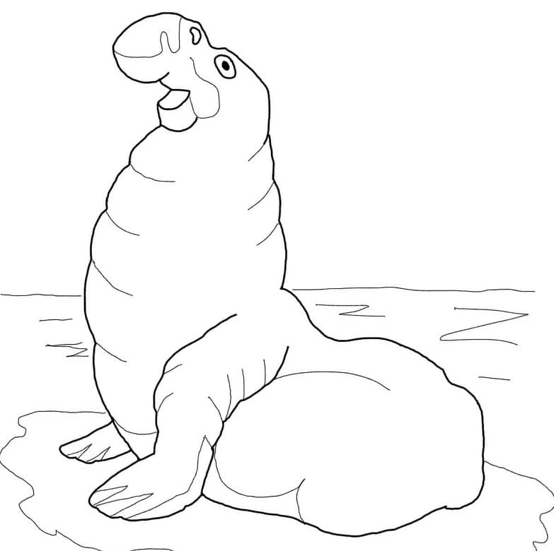 Free Elephant Seal Coloring Page