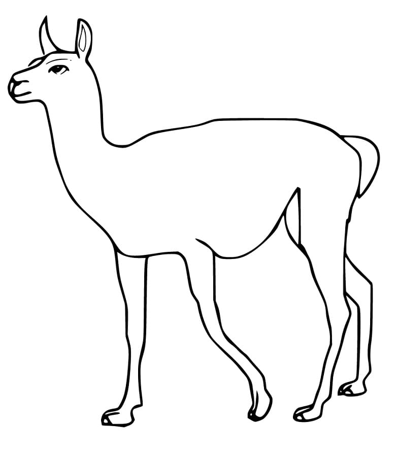 Free Guanaco Coloring Page