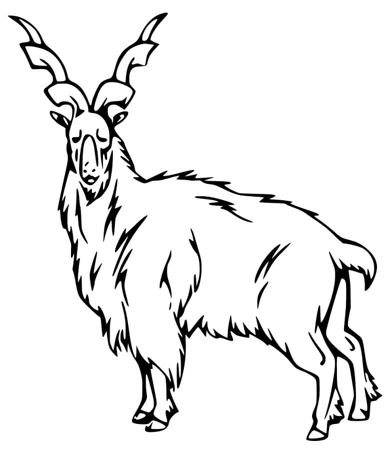 Free Markhor Coloring Page