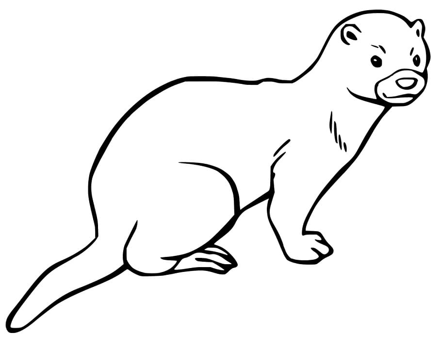 Free Mink Coloring Page