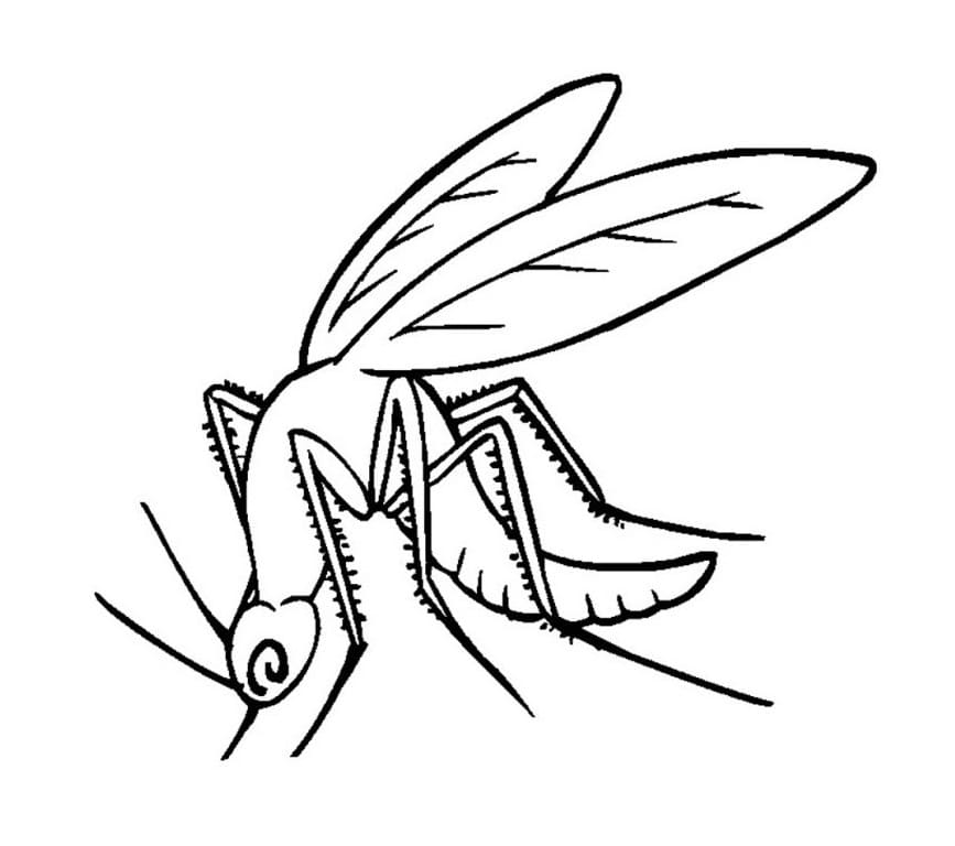 Free Mosquito Coloring Page