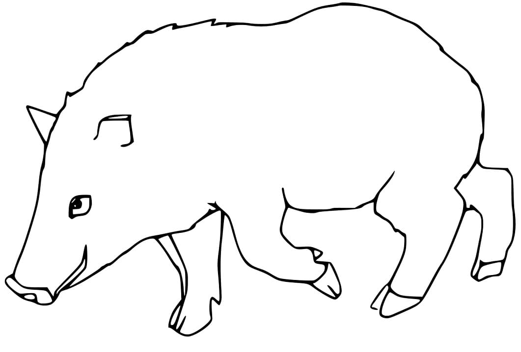 Free Peccary Coloring Page