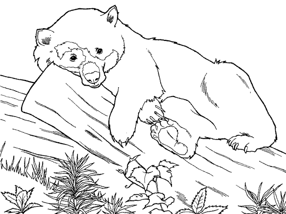 Free Printable Animal S Panda3cd3 Coloring Page