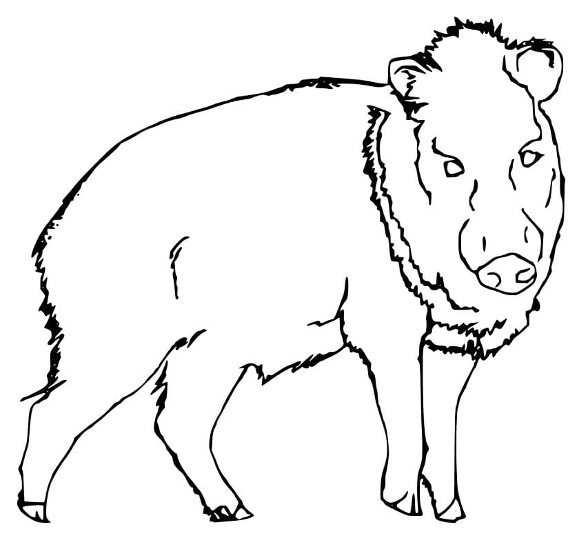 Free Printable Peccary Coloring Page