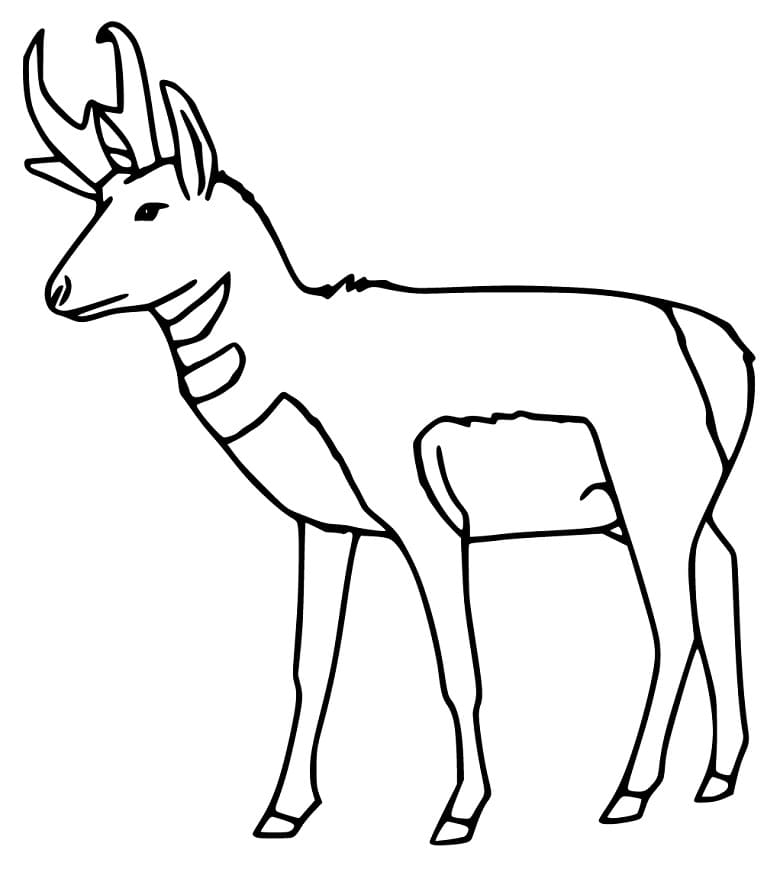 Free Printable Pronghorn Coloring Page