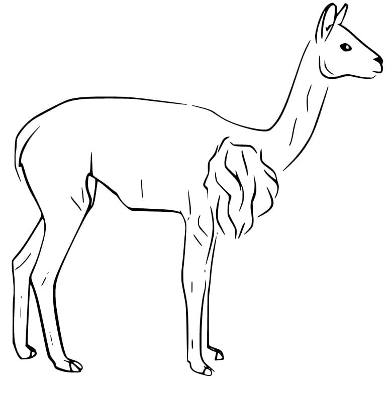 Free Printable Vicuna Coloring Page