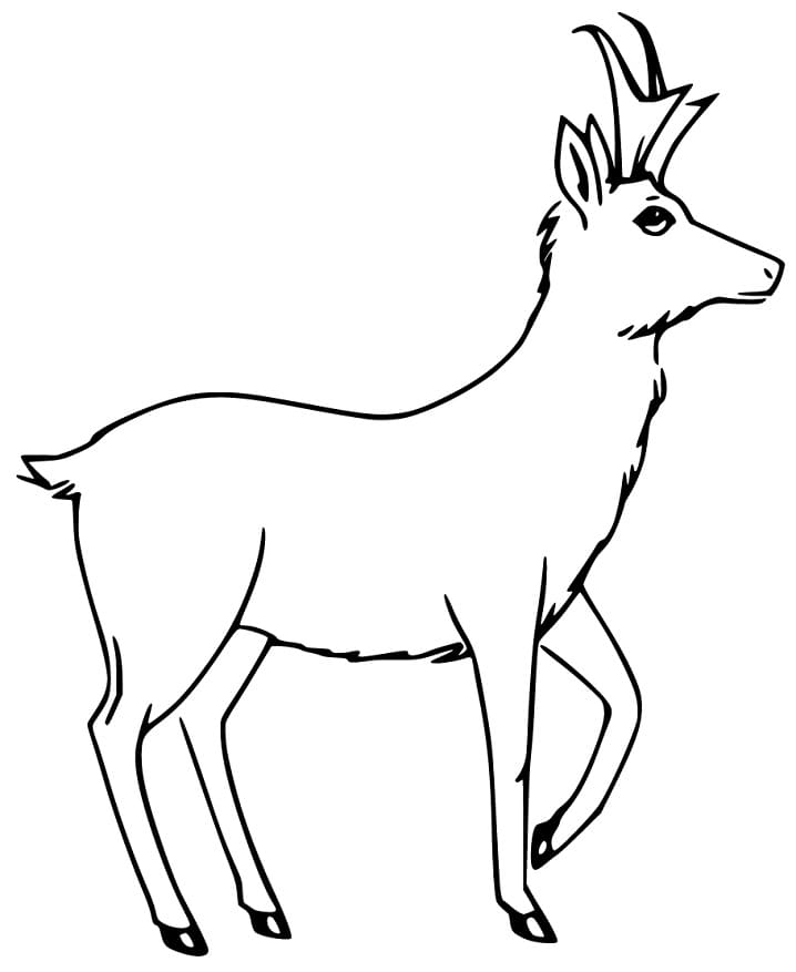 Free Pronghorn Coloring Page