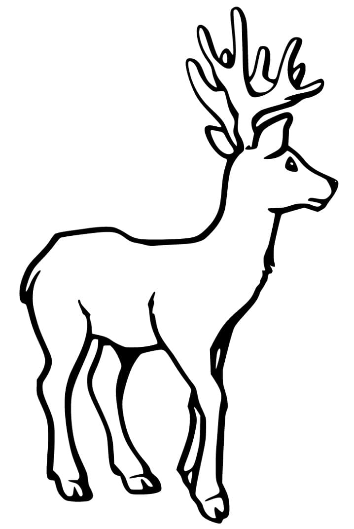Free Red Deer