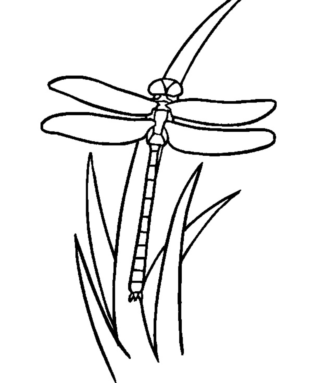 Free S Of Animals Dragonfly17f5 Coloring Page